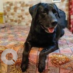 Missing: Black Male Labrador Dog from Sector 5 Rohini near Bajaj Dairy-2