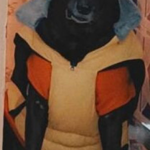 Missing: Black Male Labrador Dog from Sector 5 Rohini near Bajaj Dairy-3