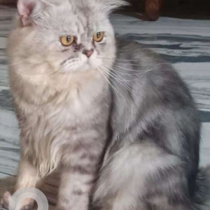Missing: White and Grey Male Persian Cat from Anjuna near Rolex bettry shop