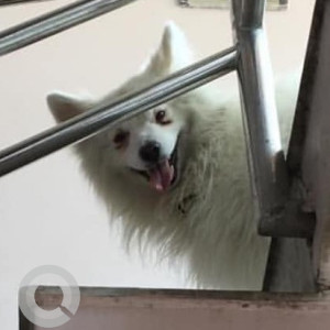 White Male Japanese Spitz Dog is Missing from Hattiban lalitpur