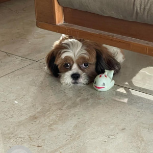 White-Brown Mix Male Shih Tzu Dog is Missing from Savvy solaris flat, Motera, Ahmedabad