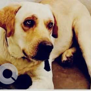 Missing: White Male Labrador Dog from Dreamz Mansion, near JR Fitness, Sector 3, Vrindavan Colony, Lucknow