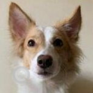 Missing: White-Brown Mix Female Pomeranian and Labrador mix Dog from Vijay Laxmi Tower Sector 15, Ulwe-2