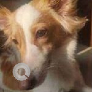 Missing: White-Brown Mix Female Pomeranian and Labrador mix Dog from Vijay Laxmi Tower Sector 15, Ulwe-3