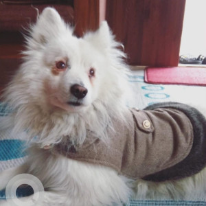 White Male Japanese Spitz Dog is Missing from Hattiban lalitpur-2