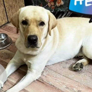 Missing: White Female Labrador Dog from Tapkirnagar, Kalewadi, Pune