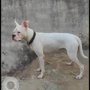 Missing: White Male Boxer Dog from Rasulpura-3