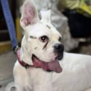 Missing: White Male Boxer Dog from Rasulpura-2