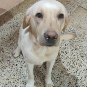 Missing: White Male Labrador Dog from Kamakya-2