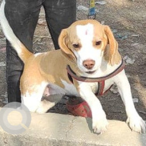 Found: White-Brown Mix Female Beagle Dog from Green Arch Saviour Society, Greater Noida