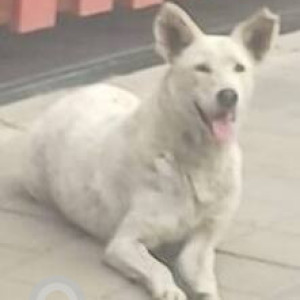 Found: White Male Indie Dog from ESquare on Pune University road