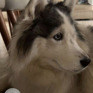 Missing: White and Grey Male Husky Dog from MLA Layout, RT Nagar (near Empire Hotel)