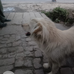 Found: White Male Indie Dog from Baba Balak Nath Temple, Raipur Sahoran-3