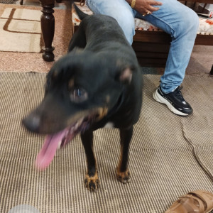 Missing: Black Male Indie Dog from Pintus Waddo, Candolim