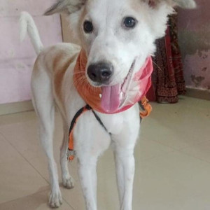 Missing: White Male Indie Dog from Pandesara Road, Bestan Garden, Surat, Gujarat