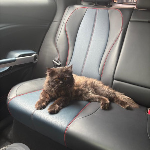 A Black and Brown Persian Cat Found from 7th sector HSR Layout