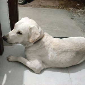 Found: White Male Labrador Dog from Green Valley near Indra City Wagholi-2
