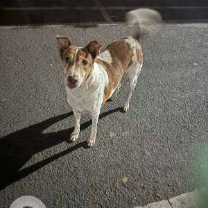 Found: White-Brown Mix Male Indie Dog from Sector 11, Koparkhairane Shanti heights-2