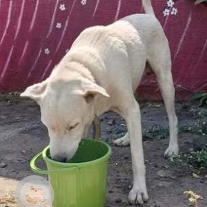 Found: White Male Indie Dog from Taljai hill towards Damodhar Vihar Society, Hingne Sinhagad Road