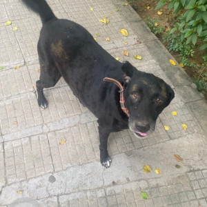 A Black Indie Dog Missing from Alaknanda, New Delhi