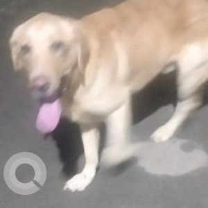 Found: White Male Labrador Dog from Tharapakkam area near kovur-2