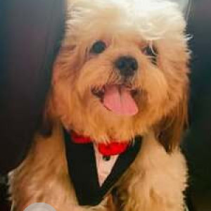 Missing: White Male Shih Tzu Dog from Ramaiah City, JP Nagar 7th Phase, Bangalore
