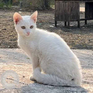 Missing: White Male Indie Cat from Aaryanagar, Sakore Nagar Road, Vimannagar, Pune