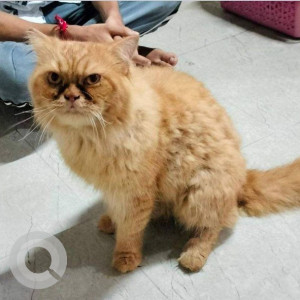 Found: Orange Male Persian Cat from Arey Colony, Goregaon