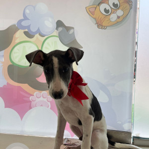 Missing: White and Grey Female Indie Dog from Baner Pancard Road-2