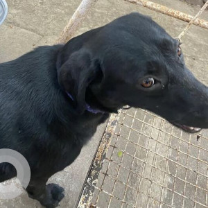 Found: Black Female Indie Dog from Shivaji Housing Society-2