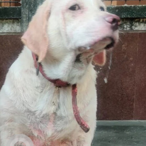 A White Labrador Dog Missing from Zone 2, Mumbai