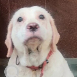 A White Labrador Dog Missing from Zone 2, Mumbai-2