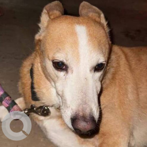 Found: White-Brown Mix Female Indie Dog from Dahisar