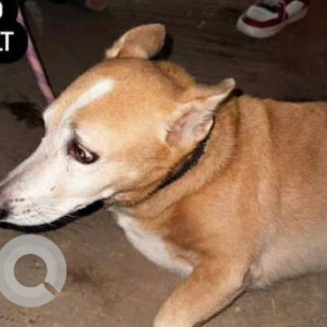 Found: White-Brown Mix Female Indie Dog from Dahisar-2
