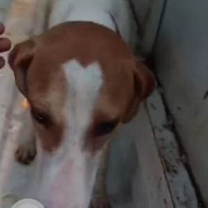 A White-Brown Mix Indie Dog Missing from Shivajinagar, Pune-2