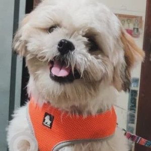 A White-Brown Mix Shih Tzu Dog Missing from Khadki, Pune