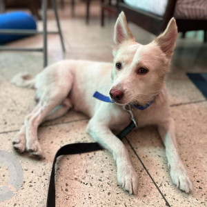 A White Indie Dog Found from Lado Sarai, Delhi NCR-2