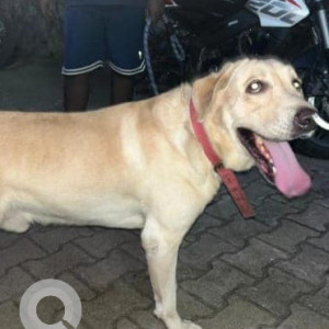 Found: White Male Labrador Dog from Choolaimadu, Chennai-2