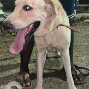 Found: White Male Labrador Dog from Choolaimadu, Chennai-3