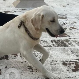 Missing: White Male Labrador Dog from Chennai kolathur