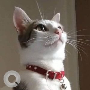 Missing: White and Grey Female Calico Cat from Vikaspuri-2