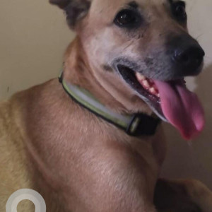 Missing: Brown Female Indie Dog from Mukund Nagar, Swargate, Pune