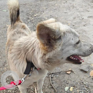 Found: White-Brown Mix Male Indie Dog from Anjor Soc lane, Baner