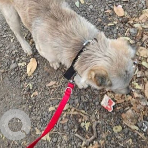 Found: White-Brown Mix Male Indie Dog from Anjor Soc lane, Baner-2