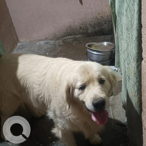 A White Golden Retriever Dog Found from Kasaba Hobli, Mysuru