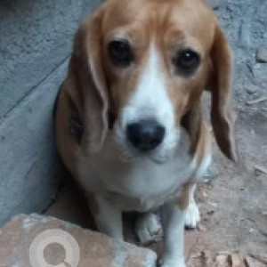 A White-Brown Mix Beagle Dog Found from R K Hegde Nagara, Bengaluru-2