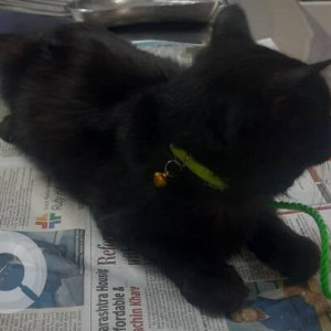 Found: Black Male Indie Cat from Hulimavu, Rose Mount International school, Backside Asper badminton-3