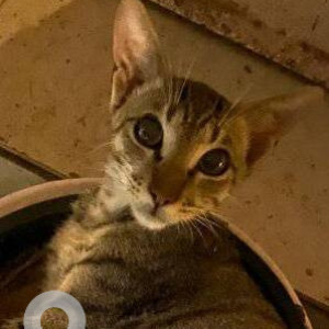 Missing: White and Grey Male Indie Cat from Bholanath Soc., Subhash Road, Vile Parle East, Mumbai-2