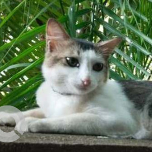 Found: White and Grey Male Indie Cat from Guirim-2