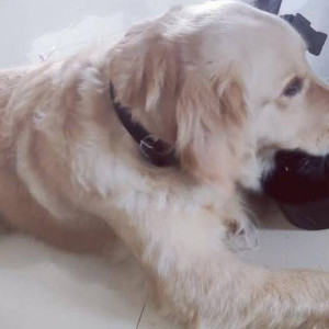 A White Golden Retriever Dog Found from Model Colony, Pune-2